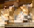 Felix 2 (2)