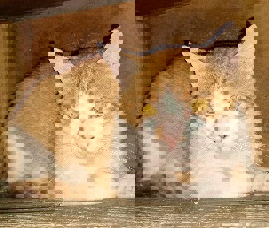 Felix 2 (2)