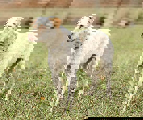 Bonnie 2