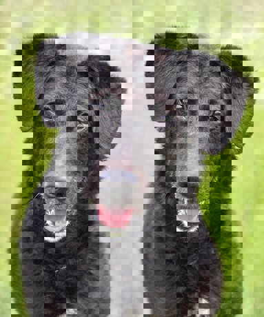 Dalmi 1