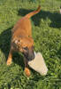 Athena 2