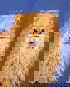 Suki 1