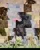 Kitty 3 (1)