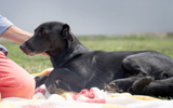 Negra 3