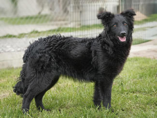 Greta 3