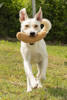 Linus 2 (2)