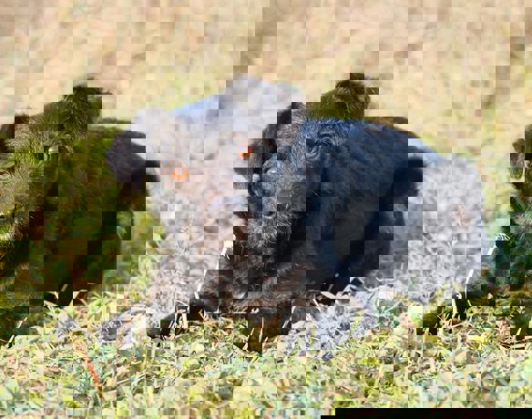 Enci 4