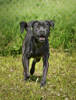 Buddy 2 (3)