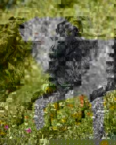 Lini 1