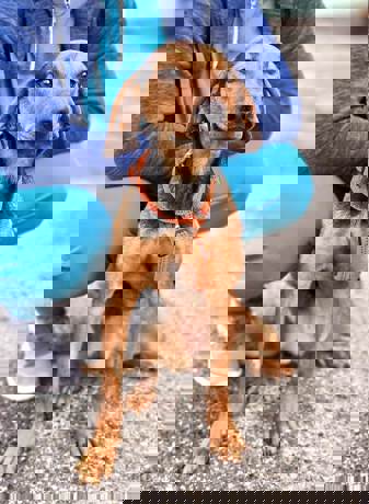 Dora 3
