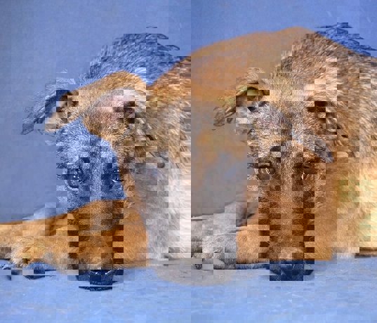 Mika 3