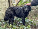 Hobbit 2 (1)