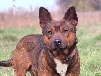Mack 1