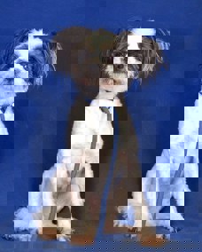 Vanilla 1