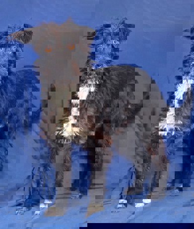 Brian 3