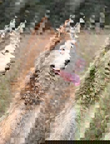 Molly 4