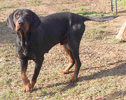 Baxter 2