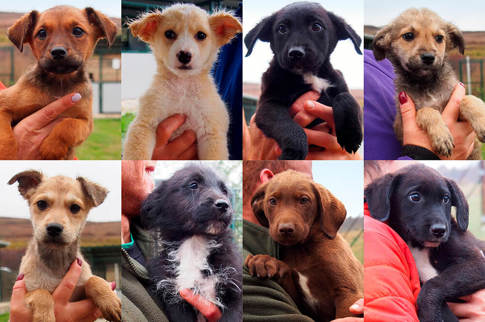 Aca Welpen 2025 Teaser