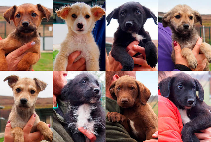 Aca Welpen 2025 Teaser