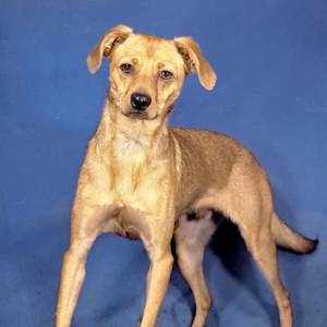 Linus | Animal Care Hungary