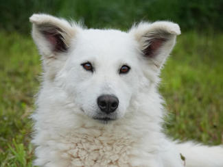 Yuki 1 (1)