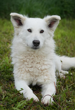 Yuki 1 (1)