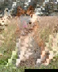 Molly 1