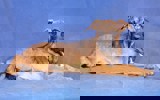 Mika 4