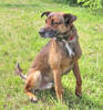 Fido 7