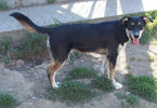 Monty 3