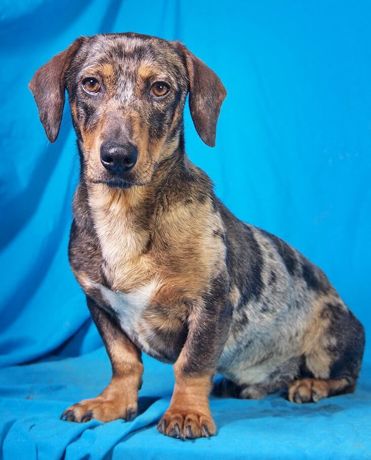 Merlin 1 (1)