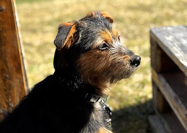 Lola