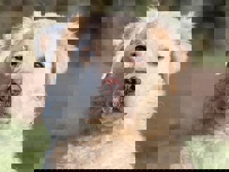 Holly 1