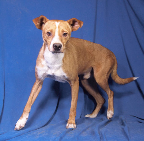 Hansi 4