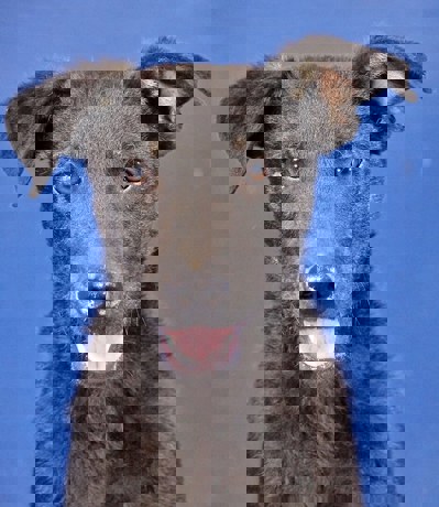 Bobby 1