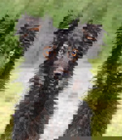 Bobek 4