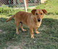 Willi 2