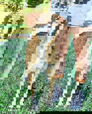 Pongo 5