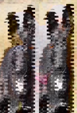 Sparky 4