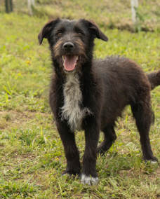 Kimbo 1 (1)
