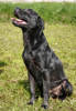 Buddy 3 (3)