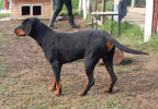 Baxter 1
