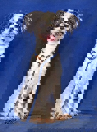 Vanilla 4