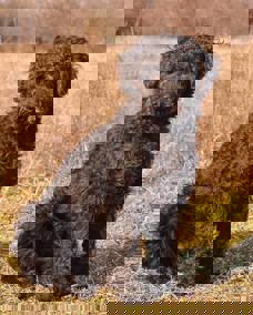 Ferdinand 1