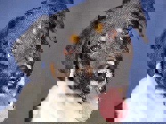 Niko 1