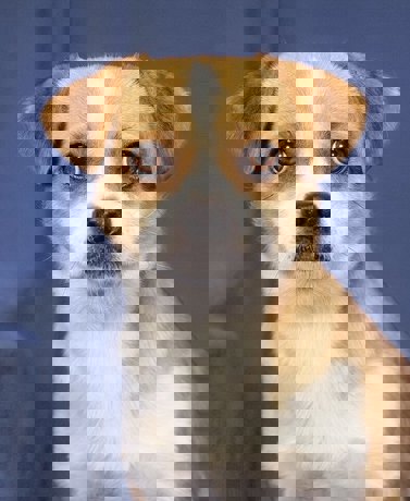 Bobo 4