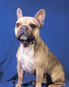 Leon 1 (1)
