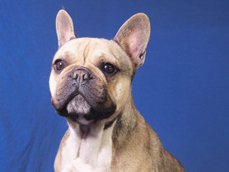 Leon 1 (1)