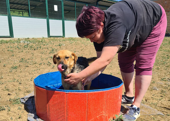 Aca Tierheim Svilos 22