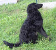 Filou 1